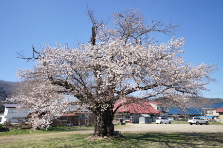 楢原小豊成分校跡の桜