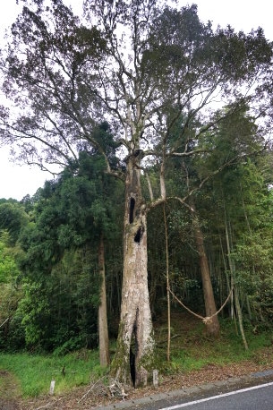 小川内のイチイガシ