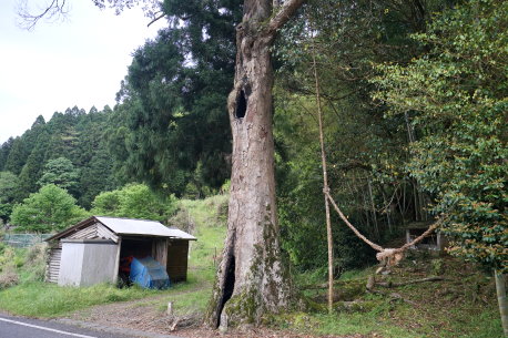 小川内のイチイガシ