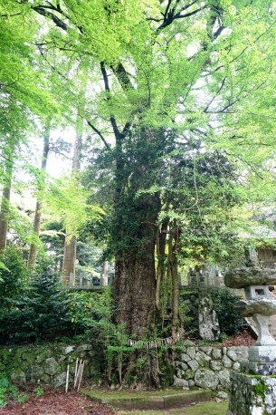 雷山神社のイチョウ
