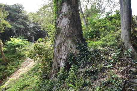 宇美八幡宮のイチイガシ