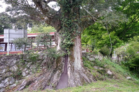 天川のカヤの木