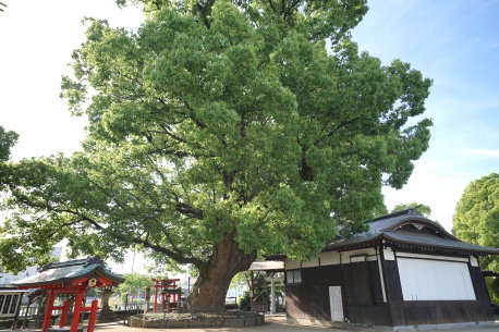 松原神社のクスノキ　No1