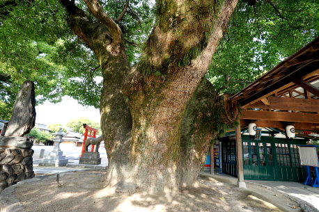松原神社のクスノキ　No2