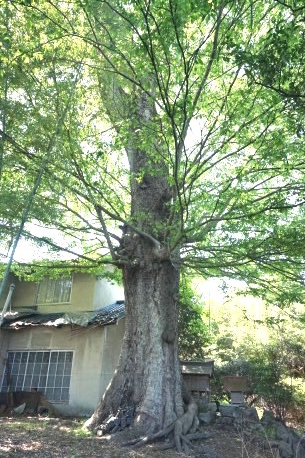 岡田の椋樹