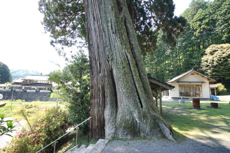 熊野神社五本杉
