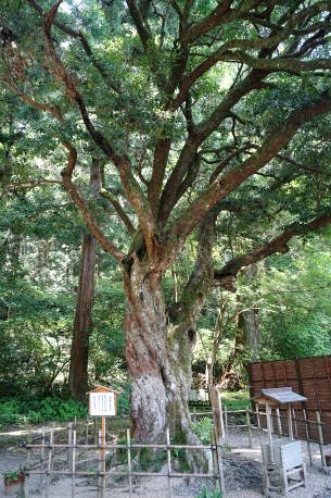 小國神社のひょうの木