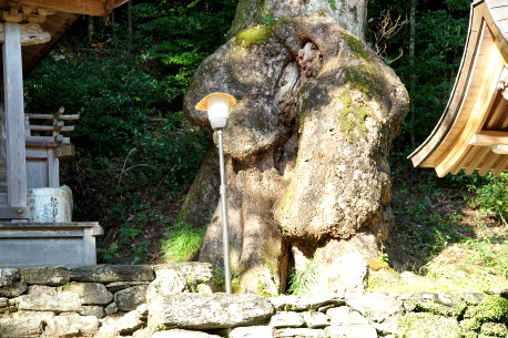田熊野神社のクスノキ