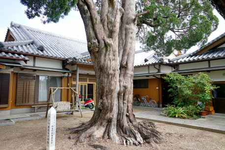 慶雲寺のビャクシン