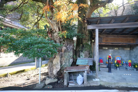 青井木の股地蔵尊のタブノキ