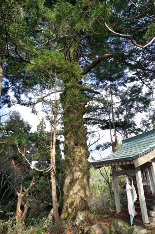 権現山三峰神社のモミ