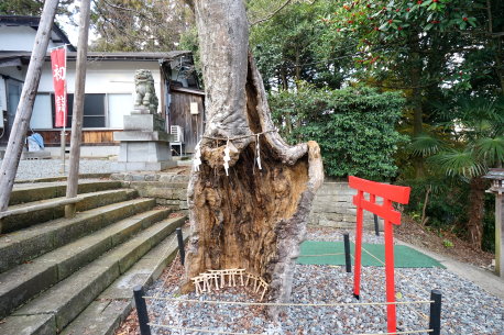 足羽神社のタカオモミジ