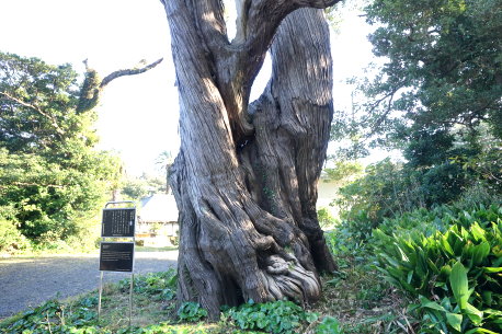 島役所跡のビャクシン