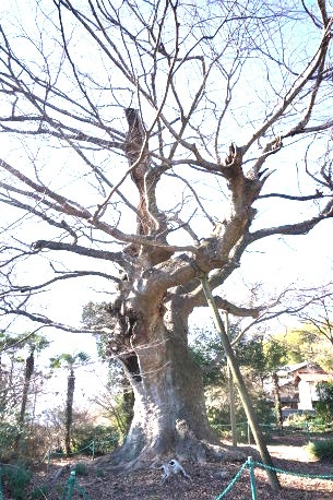 金山の大ケヤキ