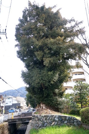 西浦の小町カヤ