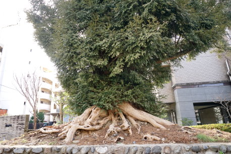 西浦の小町カヤ