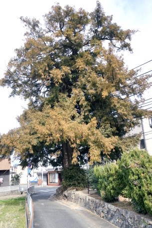 葛籠尻の小町カヤ