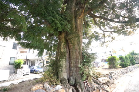 葛籠尻の小町カヤ