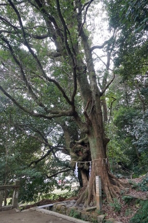高良神社のタブノキ