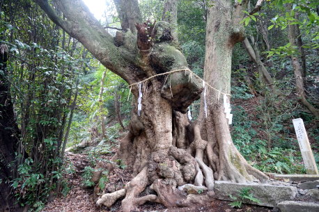高良神社のタブノキ