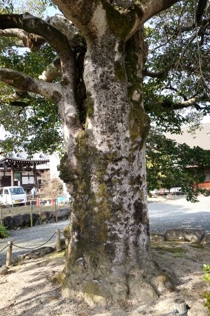 乙訓寺のモチノキ