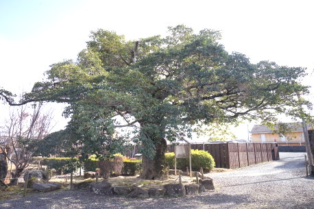 乙訓寺のモチノキ