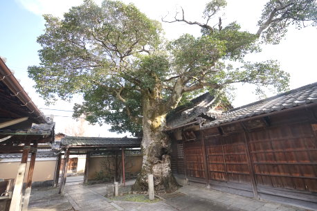 浄福寺のクロガネモチ