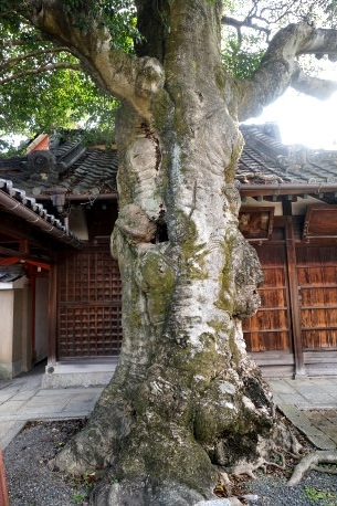 浄福寺のクロガネモチ