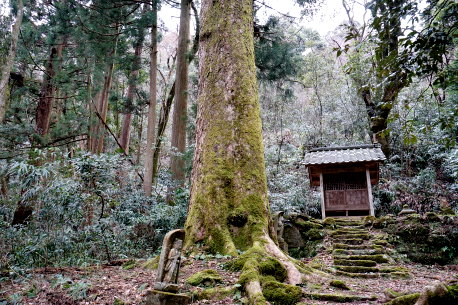 六社神社のツガ