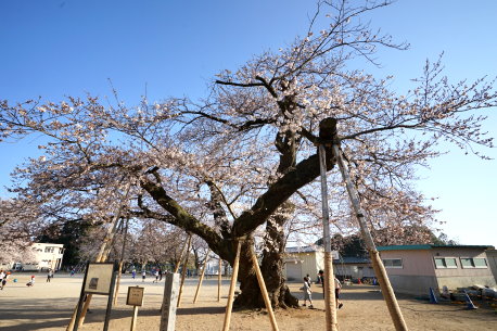 真鍋の桜