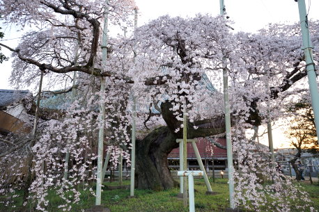 般若院の桜