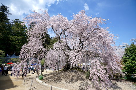 麻績神社のシダレザクラ