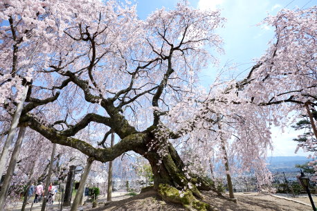 麻績神社のシダレザクラ