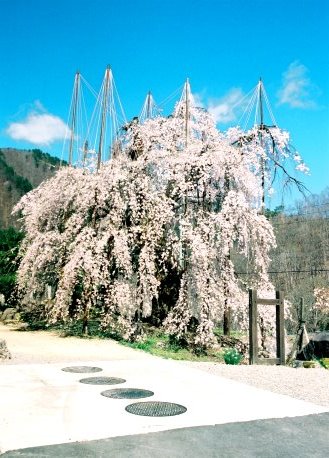 西光寺の枝垂れザクラ