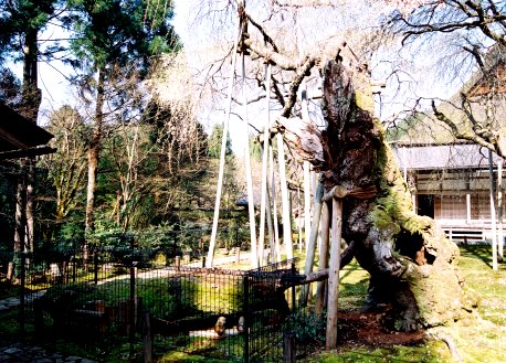 常照皇寺の九重桜