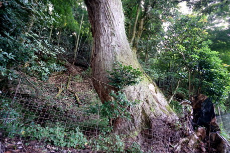 大杉神社の大杉