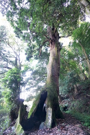 大杉神社の大杉
