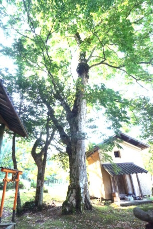 小倉若宮神社のムクロジ