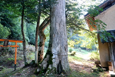 小倉若宮神社のムクロジ