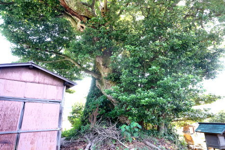 椋森神社のタブノキ