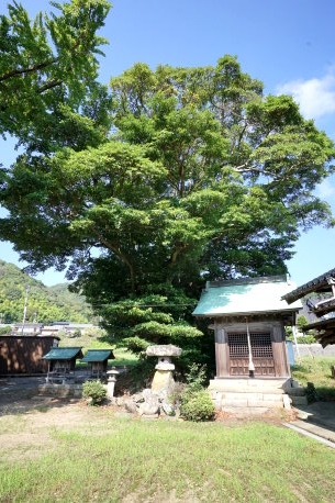 椋森神社のタブノキ