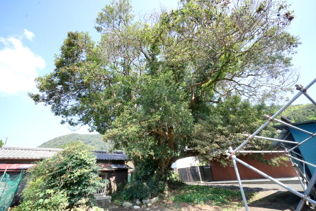 吉田のカゴノキ