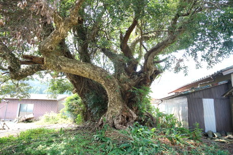 吉田のカゴノキ