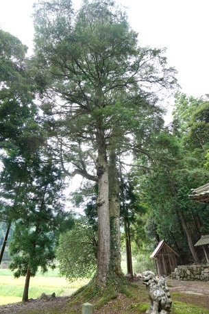 白髭神社のツガ