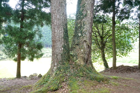 白髭神社のツガ