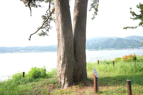 天橋立の夫婦松