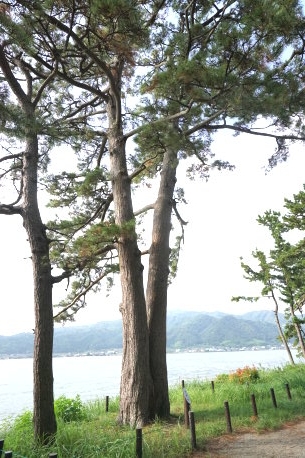 天橋立の夫婦松