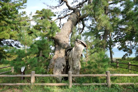 天橋立の千貫松