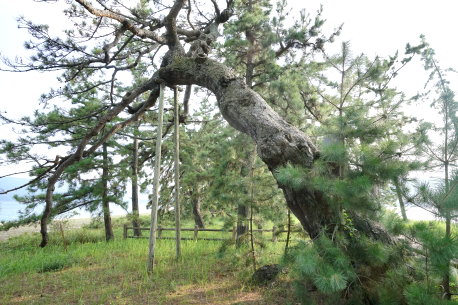 天橋立の千貫松
