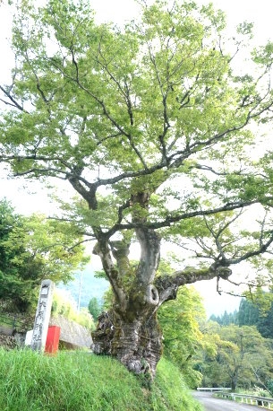 大原神社のケヤキ